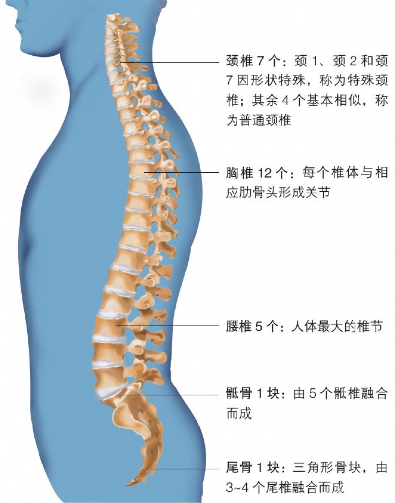 《脊柱 结构