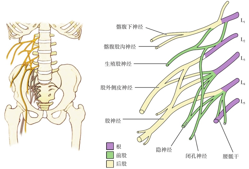 腰丛骶丛神经分布图图片